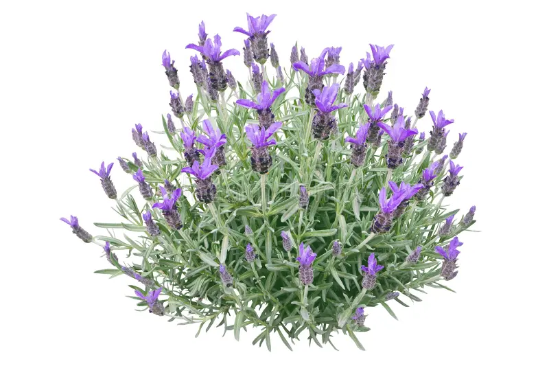 Lavanda